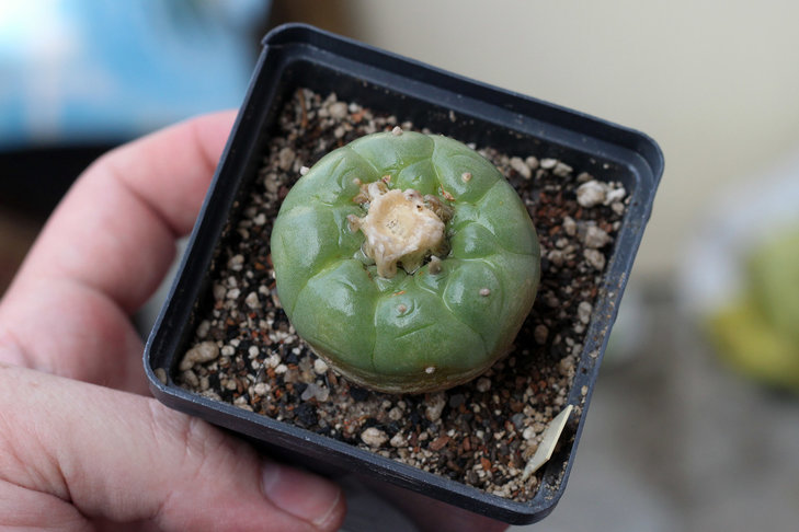 Lophophora fricii v. albiflora