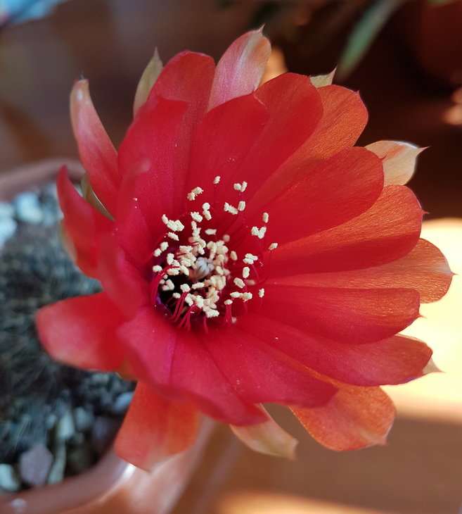 Lobivia arachnacantha v. densiseta