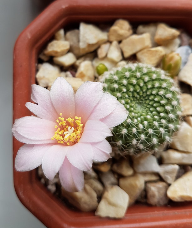 Rebutia krainziana