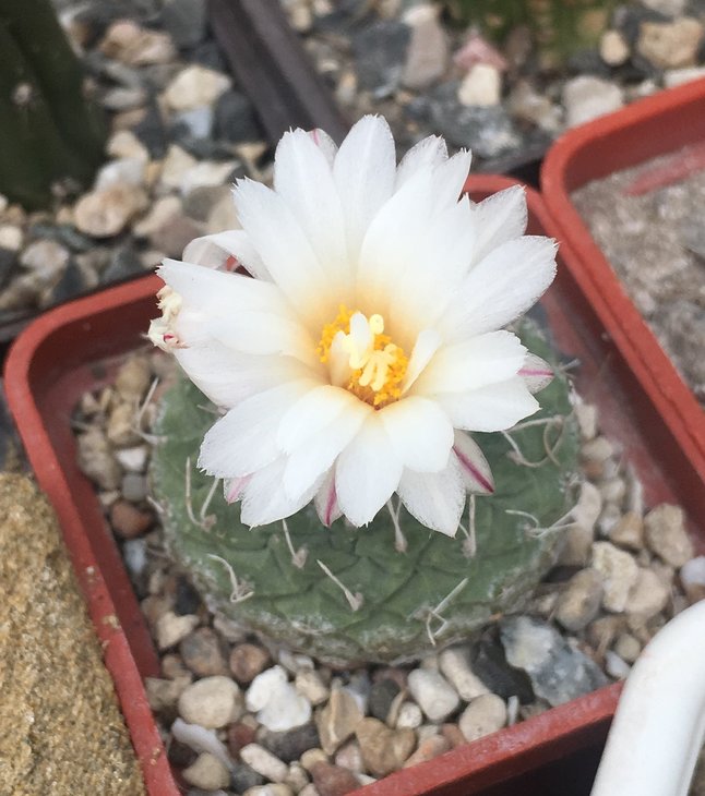 Strombocactus disciformis
