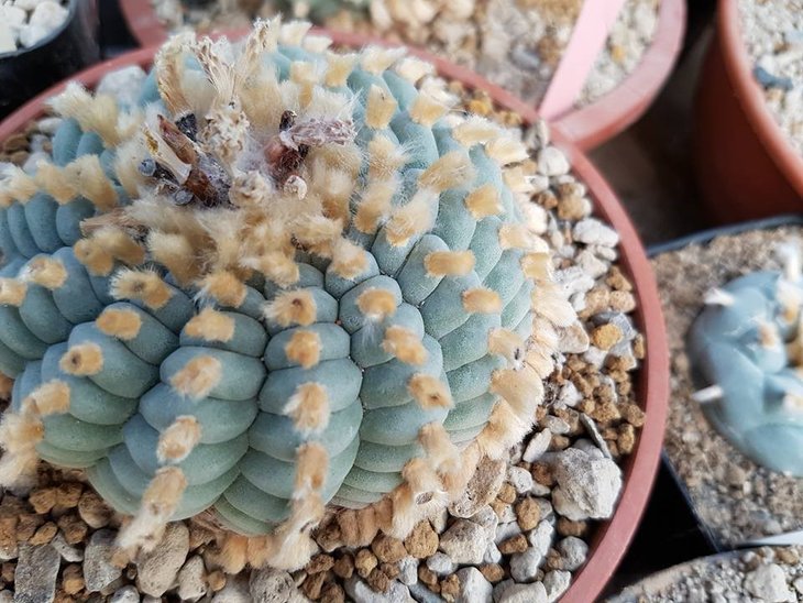Lophophora williamsii, фото Sаhаnd Zаmаnzаdeh