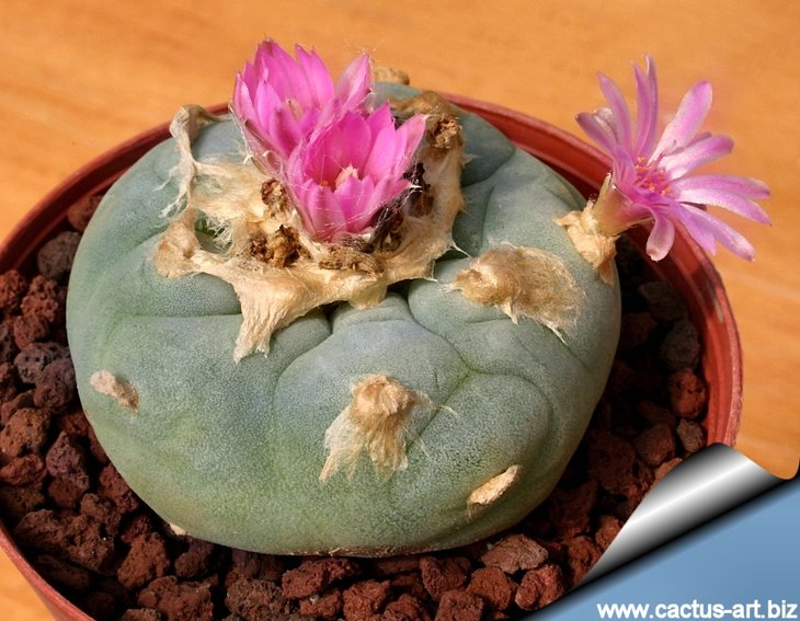 Lophophora_diffusa_fricii_Parras_810.jpg