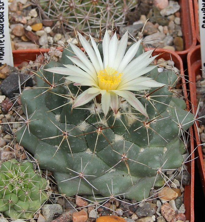 Coryphantha voghteriana GM727  Monte Cardera SLP