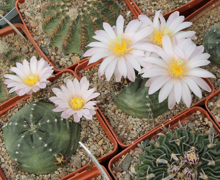 Echinocereus knipelianus