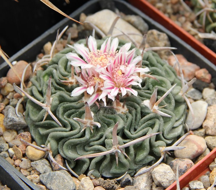Echinofossulocactus violaciflorus SB112