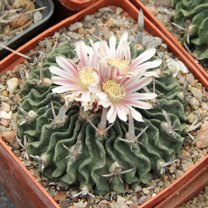 Echinofossulocactus pentacantus tulensis CSD064