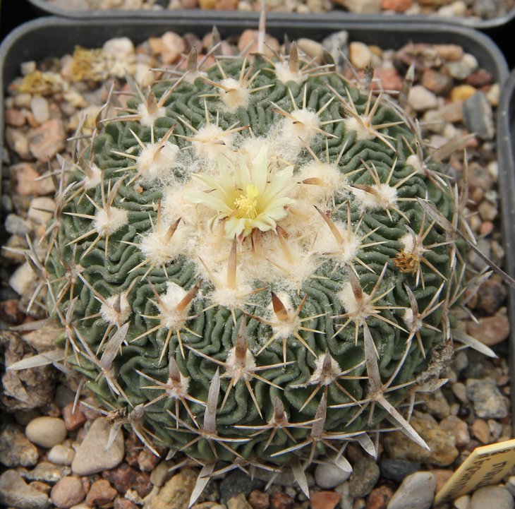 Echinofossulocactus anfractuosus