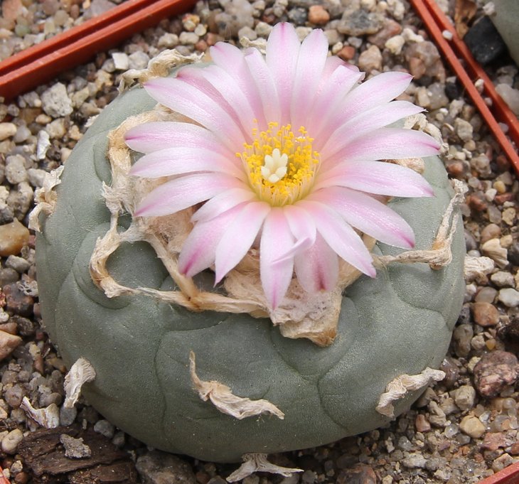 L. fricii decipiens  от Habermann Parras - Viesca Coah