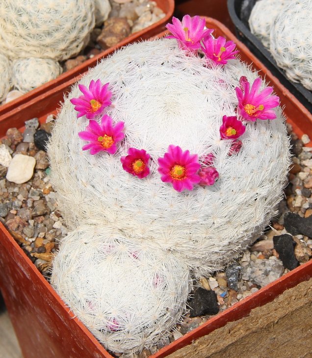 Mammillaria humboldtii
