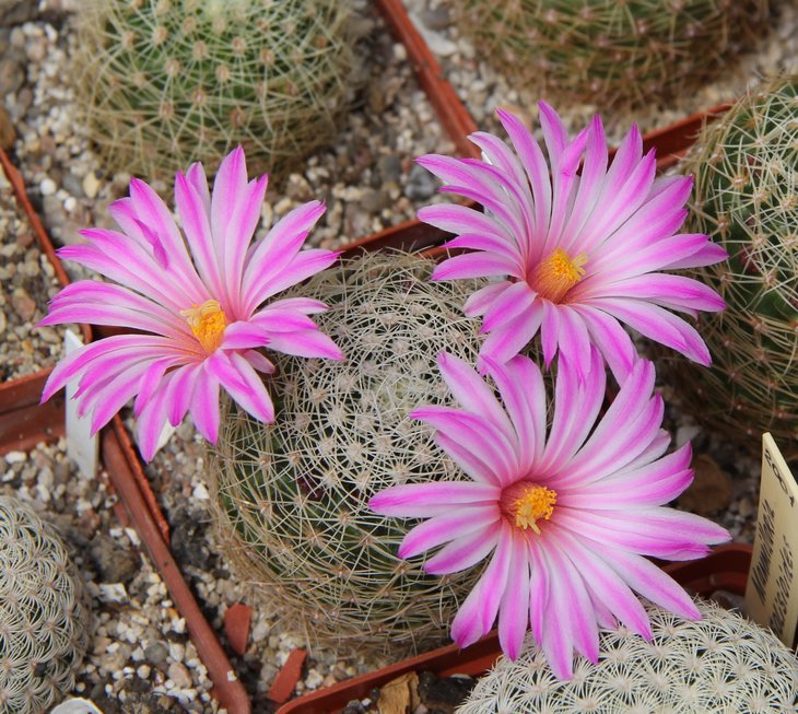 Mammillaria napina