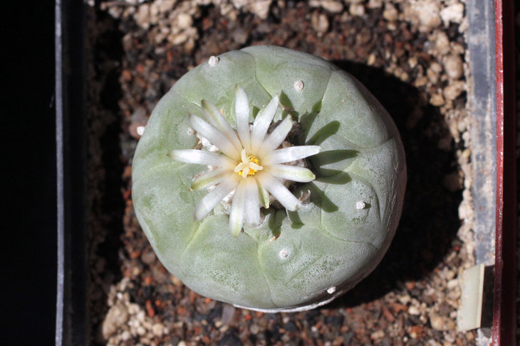 Lophophora fricii v. albiflora
