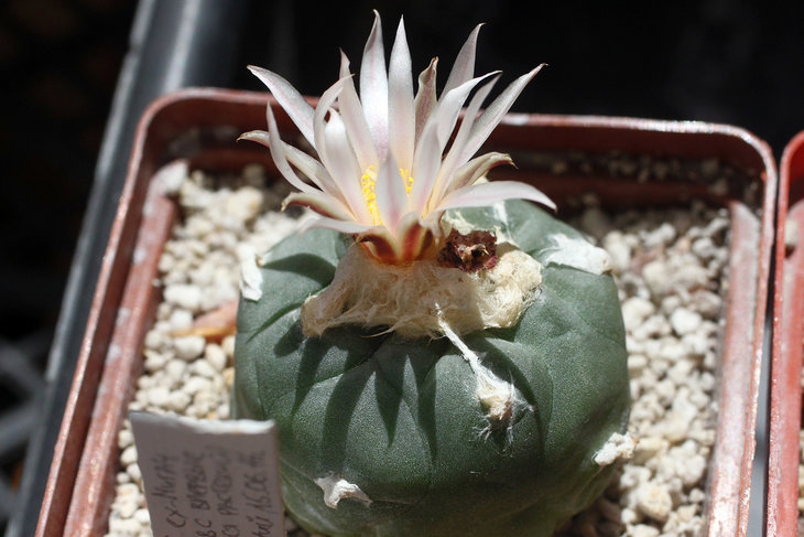Lophophora koehresii