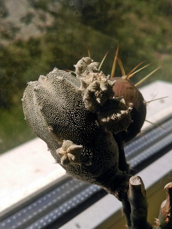 Astrophytum_Onzuka.jpg