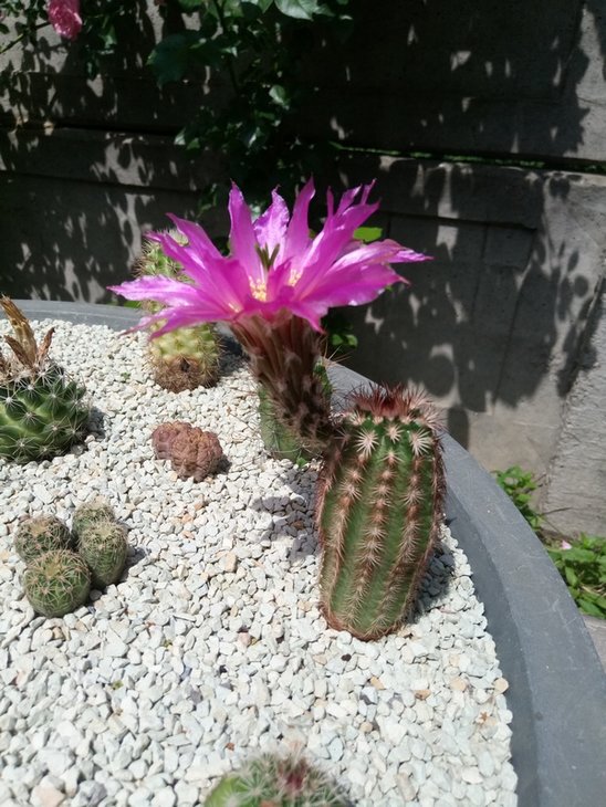 Echinocereus reichenbachii perbellus ''purpureus'', DJF1331 (1).jpg