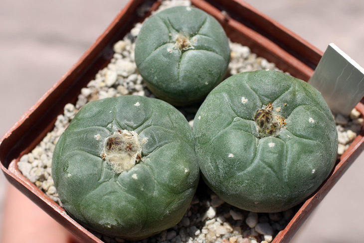 Бутоны на Lophophora koehresii MZ1199 San Francisco, SLP
