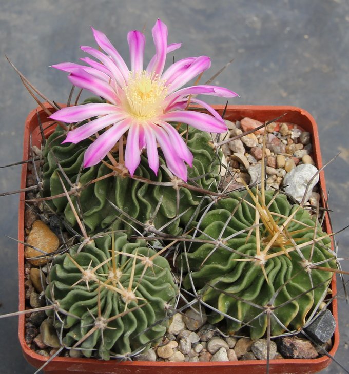 Echinofossulocactus lamellosus Hualula Hid (anfractuosus)  PILTZ7151