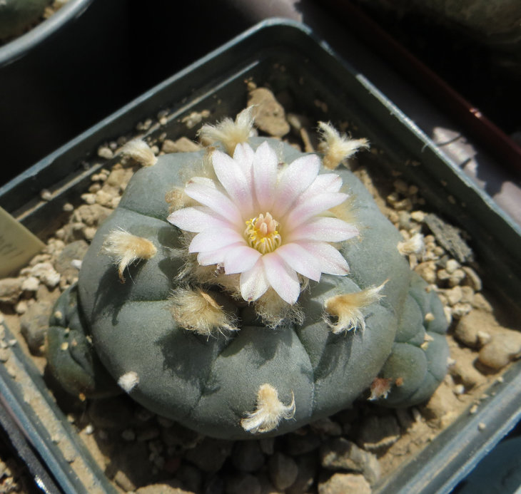 Lophophora williamsii v Rio Pecos