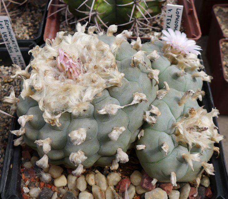 L.williamsii texana из семян от Haage 1968г