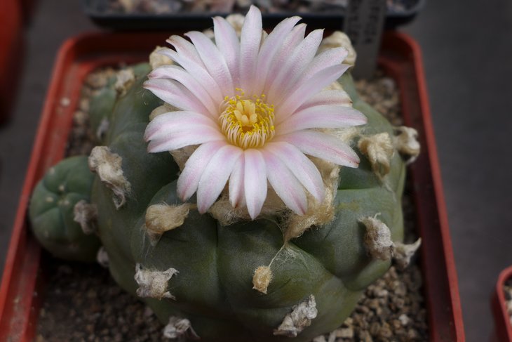 L.diffusa ex Kuenzler