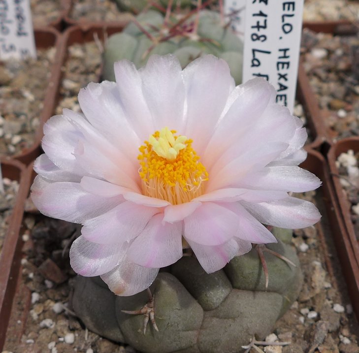 Thelocactus hexaedrophorus MZ178 La Perdida -Miquihuana III TAM.