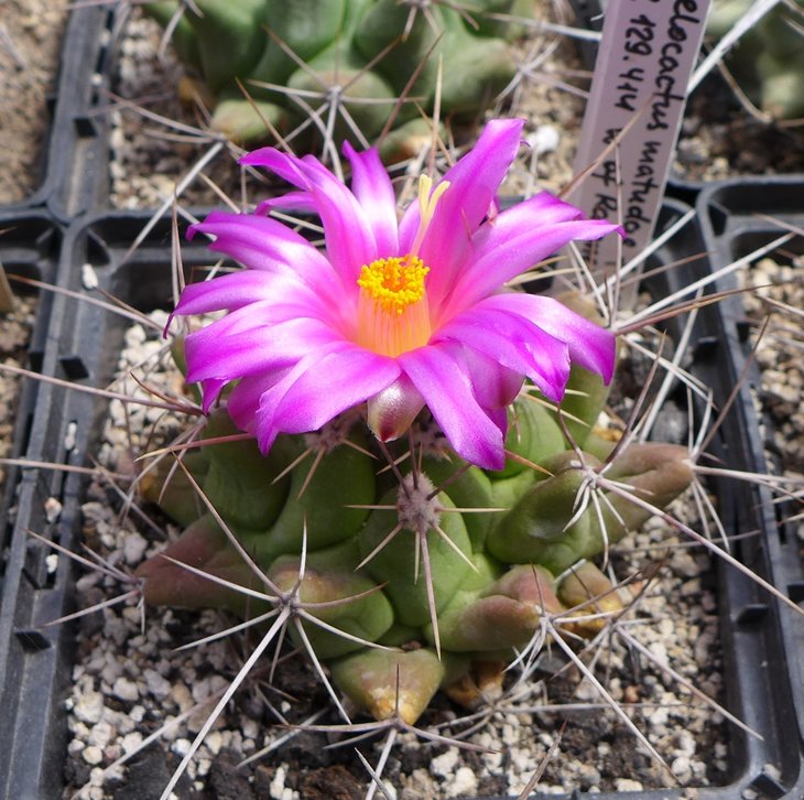 Thelocactus matudae f.nova MK129.414 w of Rayones NL