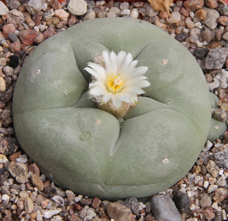 L.diffusa swobodiana coll.  Grym Pena Miller km106, road120 Quer