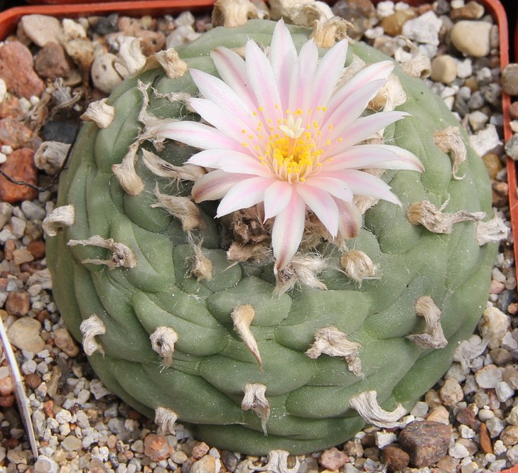 L.kohresii VM050 San Bartolo SLP