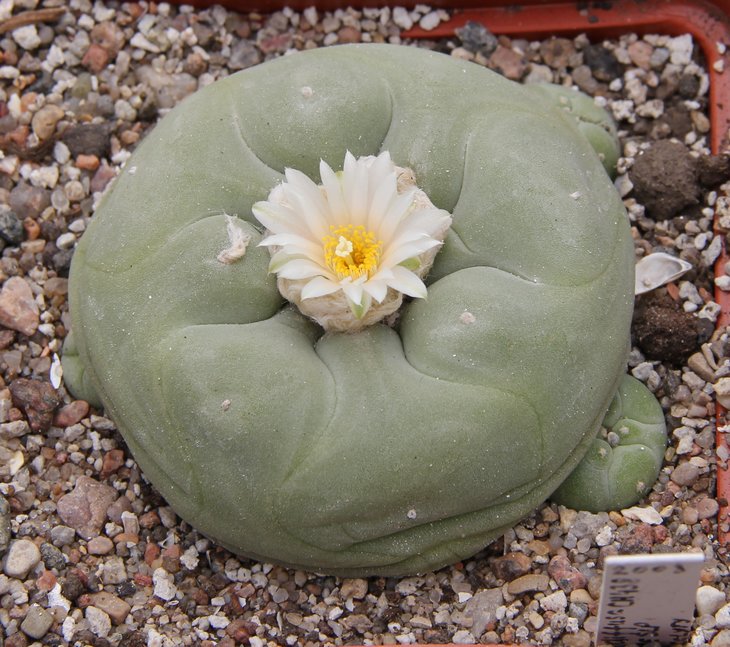 L.diffusa CH438 river Rio Verde SLP