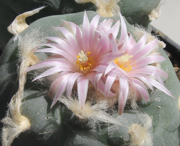 L.kohresii VM610 Presa de Guadalupe SLP.