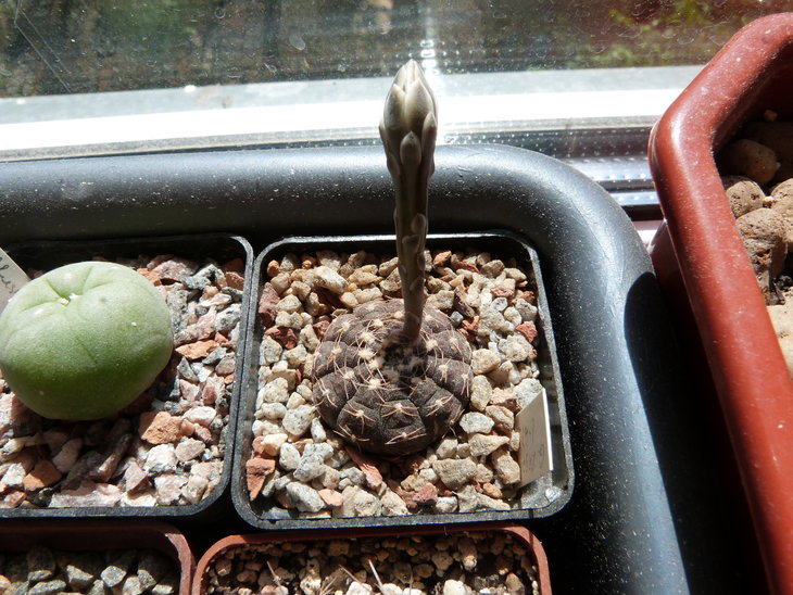 Gymnocalycium ragonesei