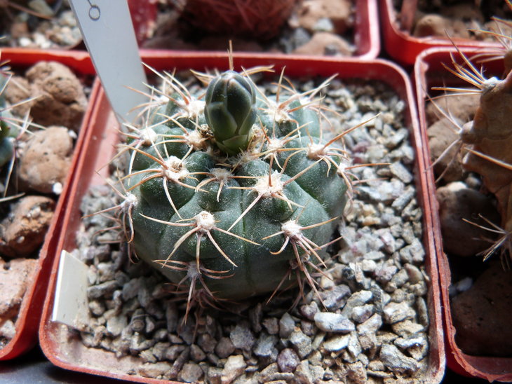 Gymnocalycium  walteri