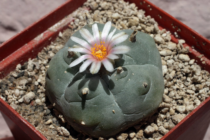 Lophophora williamsii, Huizache, SLP (южная форма)