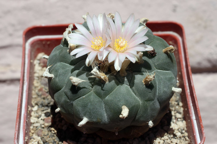 Lophophora williamsii, Jim Hogg Co., Texas (северная форма)