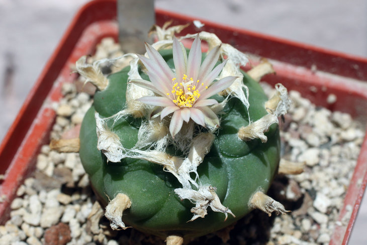 Lophophora koehresii
