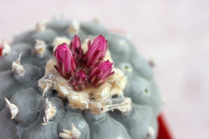 Lophophora fricii