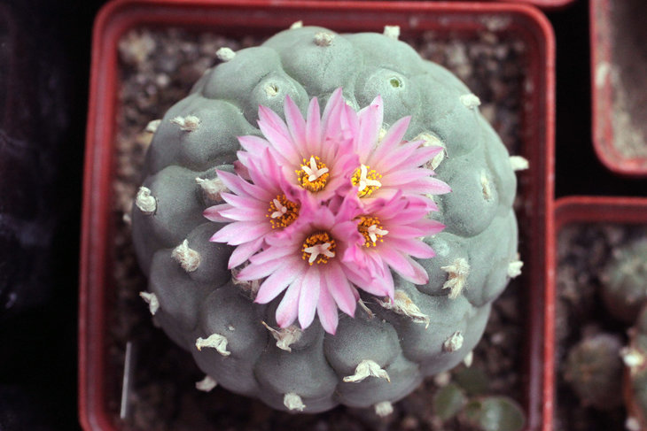 Lophophora fricii