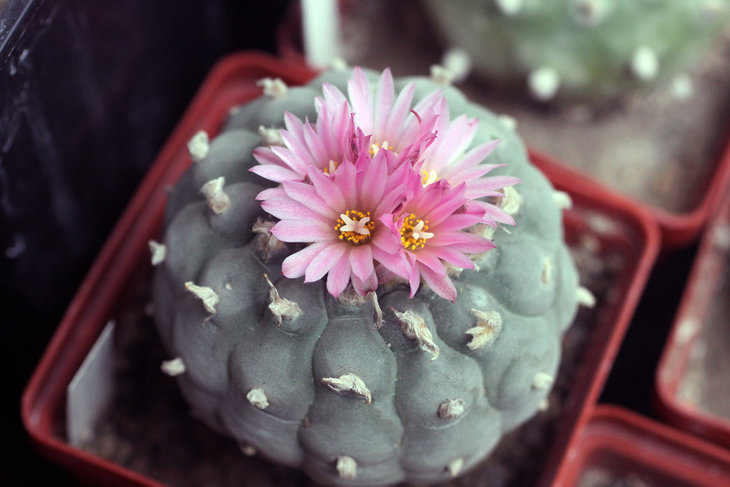 Lophophora fricii
