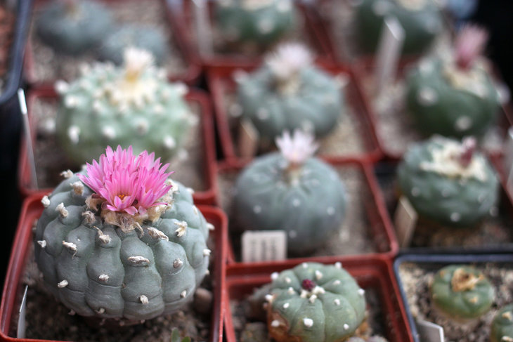 Lophophora fricii
