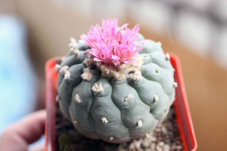 Lophophora fricii