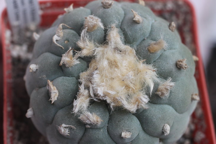 Lophophora fricii, 20.09.2016