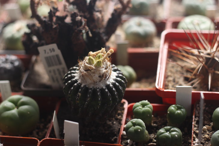 Бутоны на Discocactus horstii
