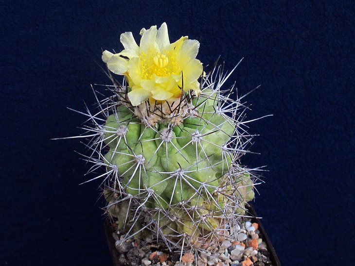 Copiapoa montana