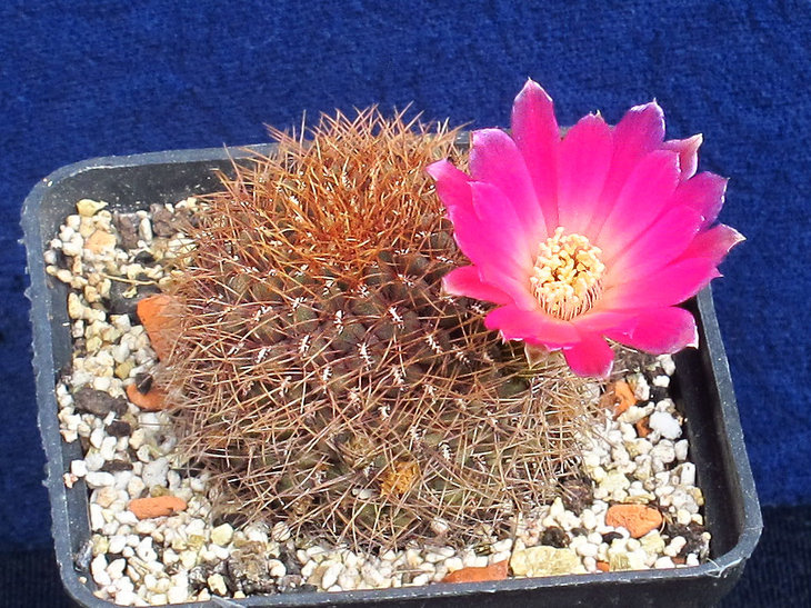 Sulcorebutia pulchra