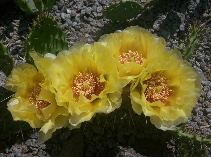Opuntia macrorhiza.jpg