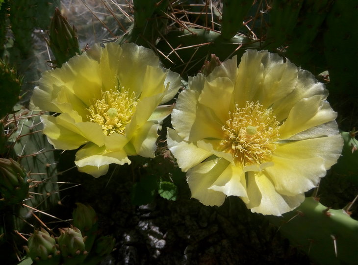 Opuntia phaeacantha v. camachica.jpg