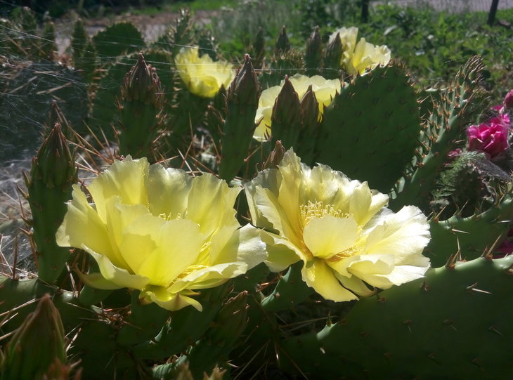 Opuntia phaeacantha v. camanchica (2).jpg