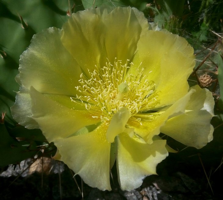 Opuntia phaeacantha v. camanchica.jpg