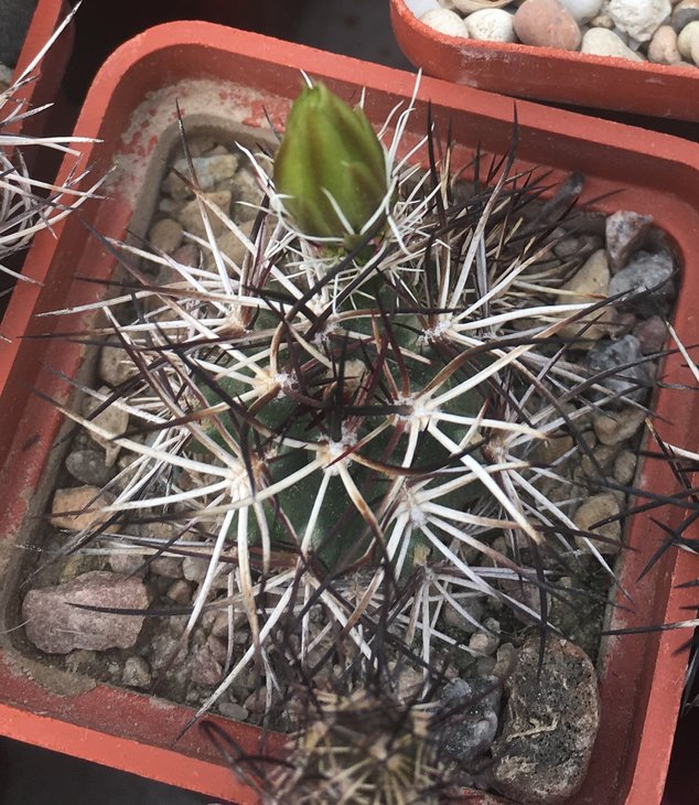 Echinocereus davisii sb 426