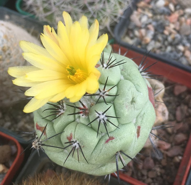 Ortegocactus macdougalii