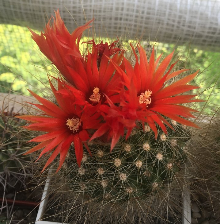 Parodia nivosa